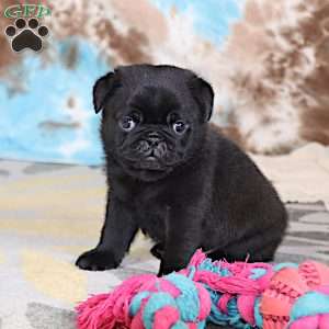 Greg, Pug Puppy